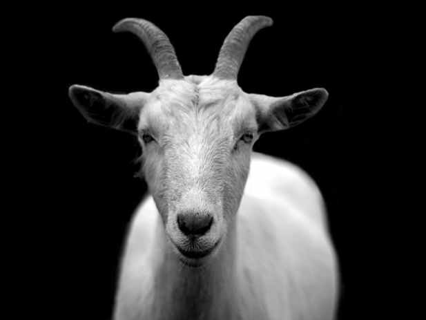 goat-animal-horns-black-and-white-86594